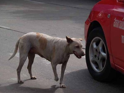 イヌ(バンコックセンターあたり)