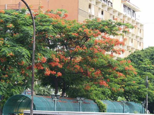 オウコチョウ(バンコックセンターあたり)