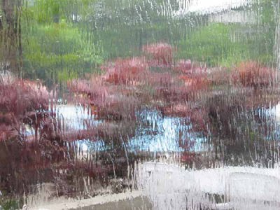 スコール(ローズ・ガーデン)