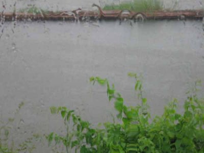 スコール(ローズ・ガーデン)