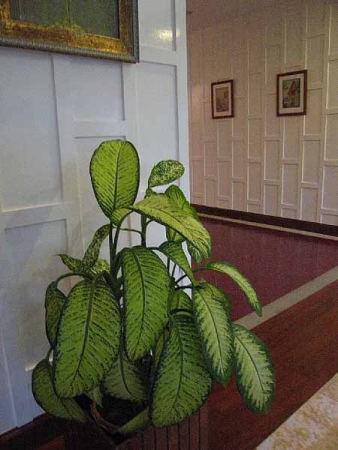 ホテル・ロビーにて(ローズ・ガーデン)