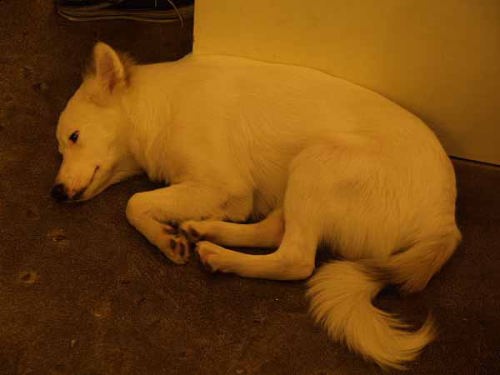 イヌ(ルンピニー・ナイトバザー)