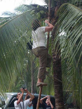 観光客(ココナッツ・ファーム)