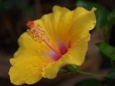 ハイビスカス(ココナッツ・ファーム)